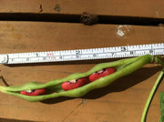 Organic Bean Seeds - Hidatsa Red,Very Rare Heirloom Originally grown by the Hidatsa Indians of North Dakota. - Caribbean garden seed