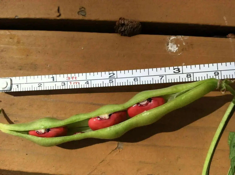 Organic Bean Seeds - Hidatsa Red,Very Rare Heirloom Originally grown by the Hidatsa Indians of North Dakota. - Caribbean garden seed