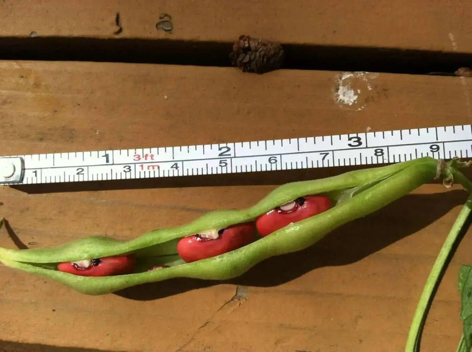 Organic Bean Seeds - Hidatsa Red,Very Rare Heirloom Originally grown by the Hidatsa Indians of North Dakota. - Caribbean garden seed