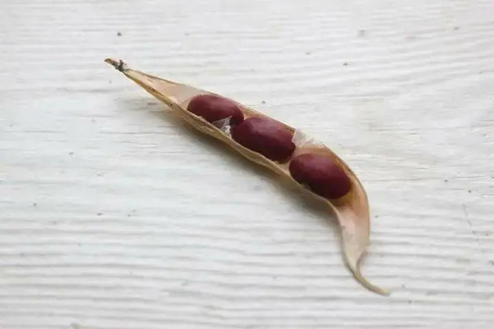 Organic Bean Seeds - Hidatsa Red,Very Rare Heirloom Originally grown by the Hidatsa Indians of North Dakota. - Caribbean garden seed