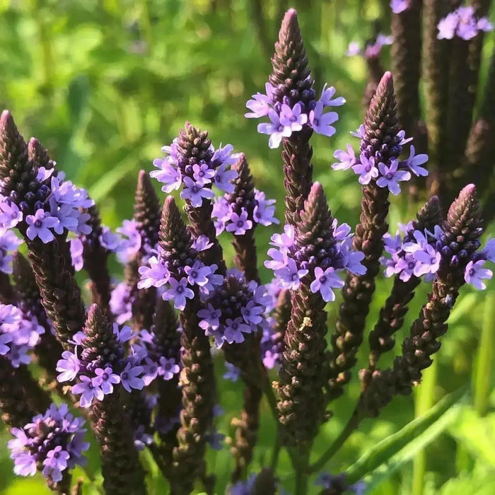 Organic Blue Vervain seeds-INDIAN HYSSOP, perennial herb flowers - Caribbean garden seed