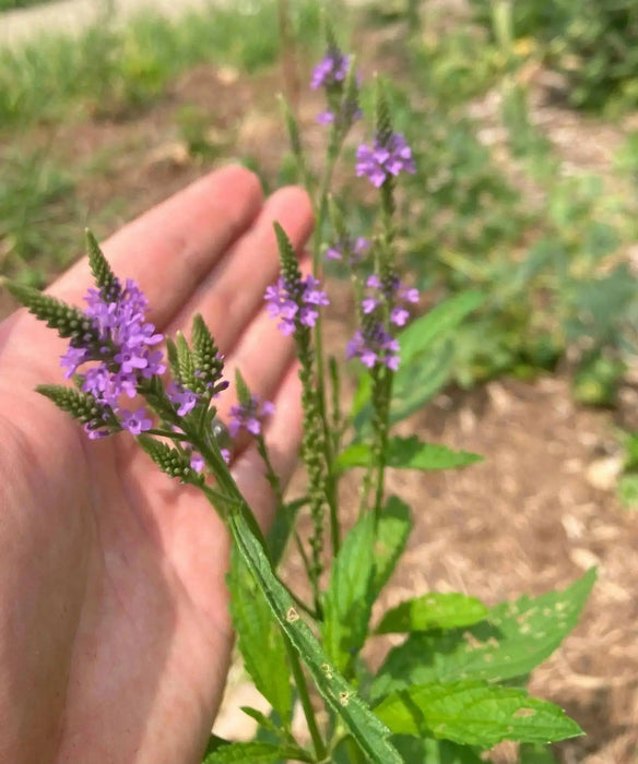 Organic Blue Vervain seeds-INDIAN HYSSOP, perennial herb flowers - Caribbean garden seed