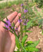 Organic Blue Vervain seeds-INDIAN HYSSOP, perennial herb flowers - Caribbean garden seed