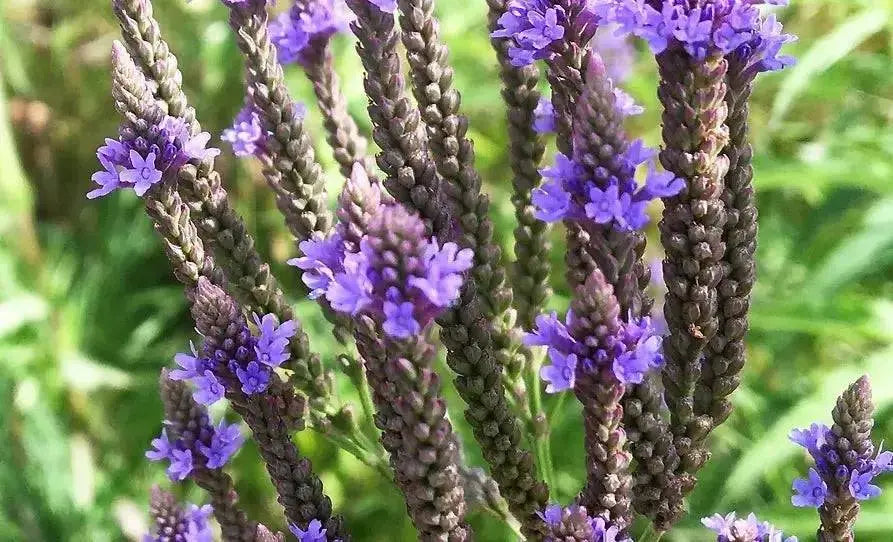 Organic Blue Vervain seeds-INDIAN HYSSOP, perennial herb flowers - Caribbean garden seed
