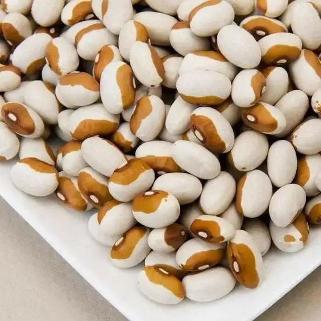 Organic Bean,Butterscotch Calypso Beans (dry) Beans. Organically Grown Heirloom Seeds ! - Caribbean garden seed