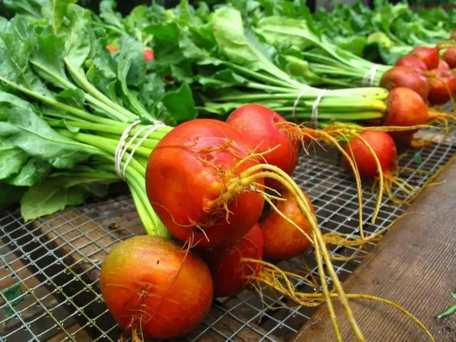 Organic Beet, Golden Detroit Heirloom,Excellent choice for pickling - Caribbean garden seed