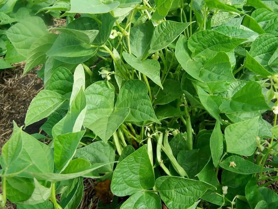 Organic Bean,Butterscotch Calypso Beans (dry) Beans. Organically Grown Heirloom Seeds ! - Caribbean garden seed