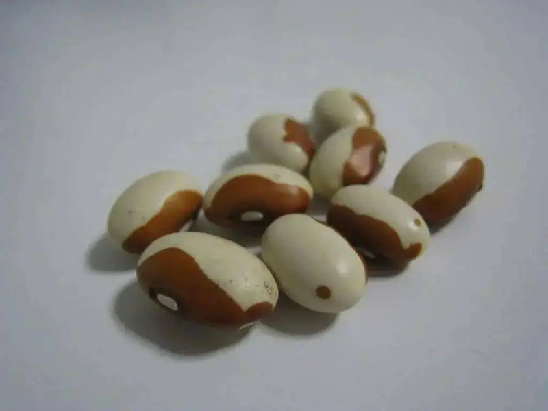 Organic Bean,Butterscotch Calypso Beans (dry) Beans. Organically Grown Heirloom Seeds ! - Caribbean garden seed