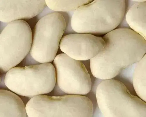ORGANIC Lima Bean Seeds ,King of the Garden, HEIRLOOM NON GMO - Caribbean garden seed
