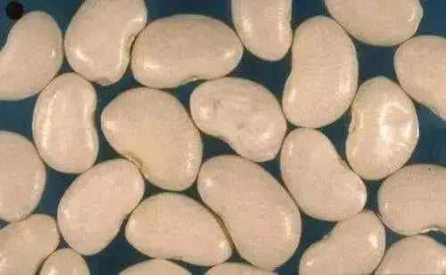 ORGANIC Lima Bean Seeds ,King of the Garden, HEIRLOOM NON GMO - Caribbean garden seed