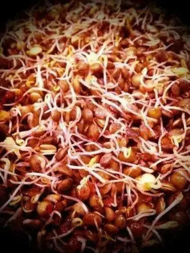 Organic Brown Lentil - untreated - Caribbean garden seed