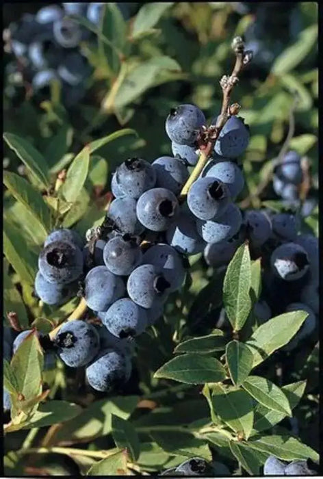 Organic Blueberry  Seeds,(Lowbush Blueberry Seed) Vaccinium angustifolium - Caribbean garden seed