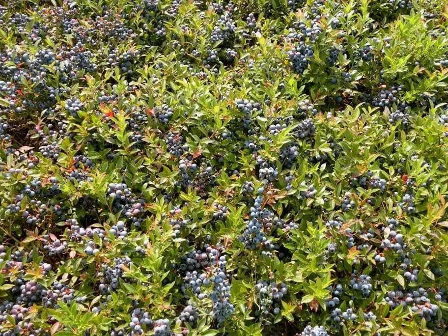 Organic Blueberry  Seeds,(Lowbush Blueberry Seed) Vaccinium angustifolium - Caribbean garden seed