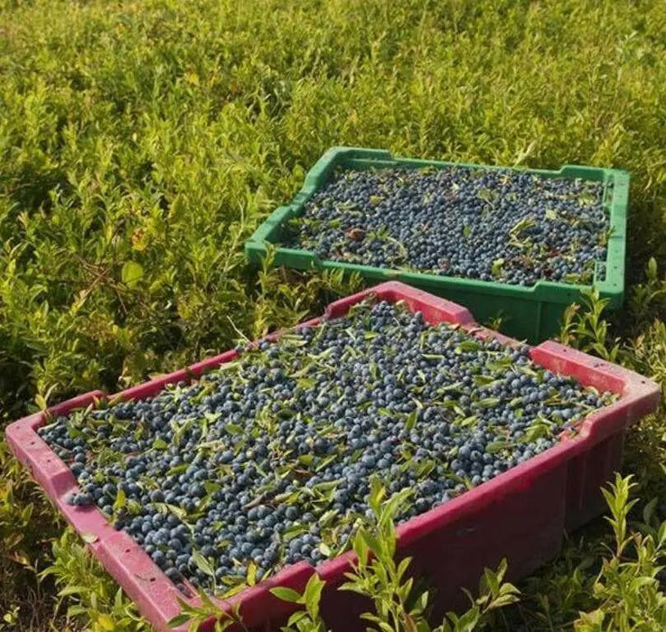 Organic Blueberry  Seeds,(Lowbush Blueberry Seed) Vaccinium angustifolium - Caribbean garden seed