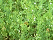 Organic Brown Lentil - untreated - Caribbean garden seed