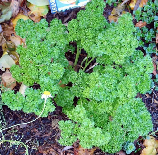 Organic Heirloom ,Triple Moss Curled Parsley,Petroselinum crispum,Culinary Herb year-round. - Caribbean garden seed