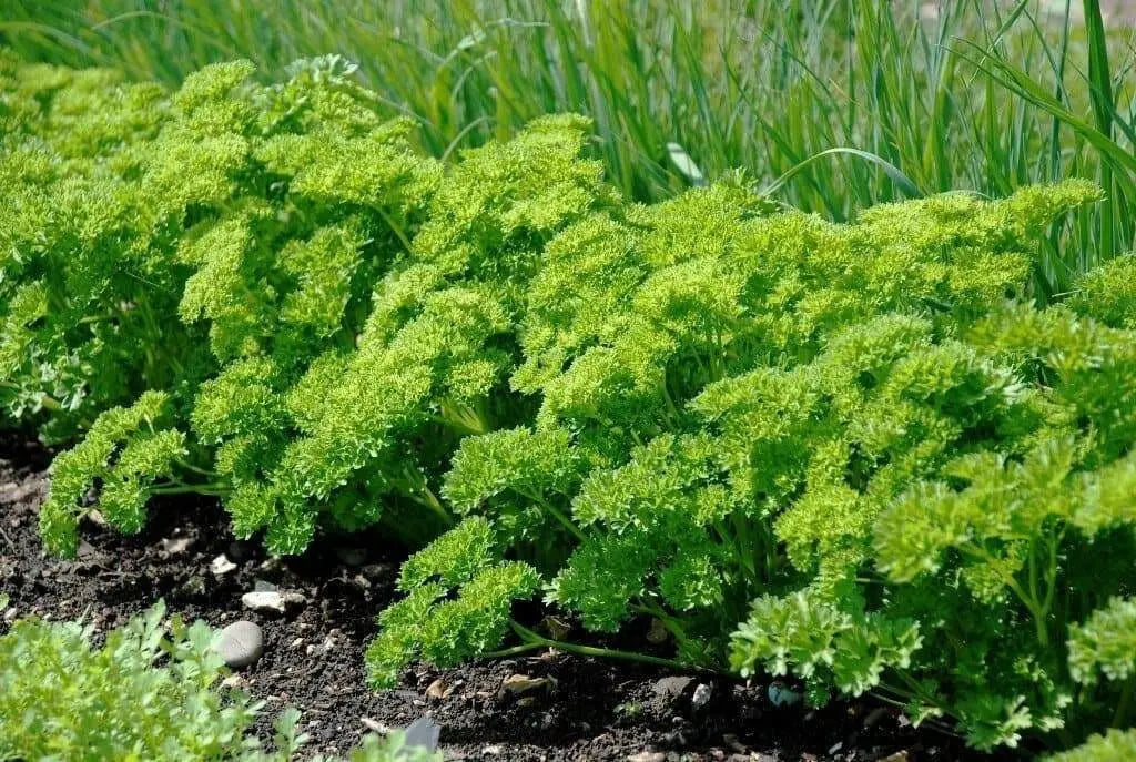 Organic Heirloom ,Triple Moss Curled Parsley,Petroselinum crispum,Culinary Herb year-round. - Caribbean garden seed