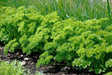 Organic Heirloom ,Triple Moss Curled Parsley,Petroselinum crispum,Culinary Herb year-round. - Caribbean garden seed