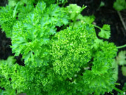 Organic Heirloom ,Triple Moss Curled Parsley,Petroselinum crispum,Culinary Herb year-round. - Caribbean garden seed