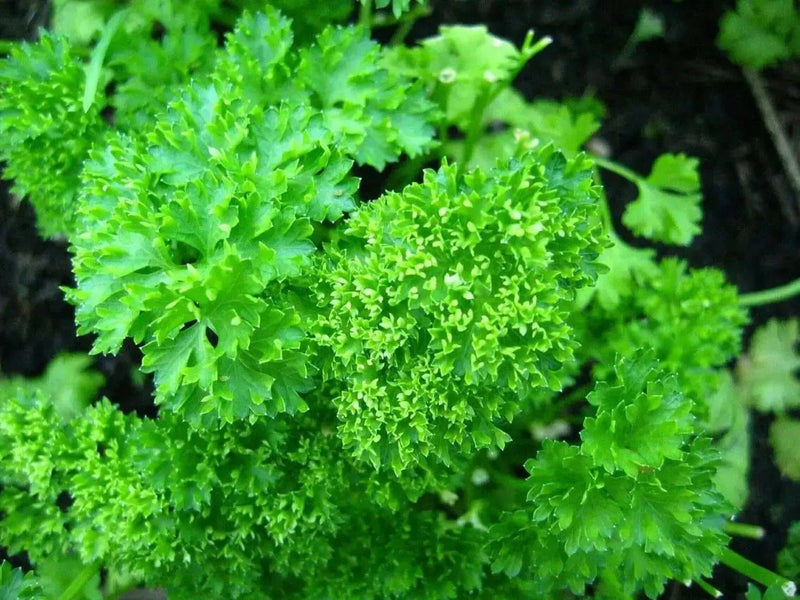 Organic Heirloom ,Triple Moss Curled Parsley,Petroselinum crispum,Culinary Herb year-round. - Caribbean garden seed