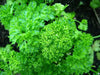 Organic Heirloom ,Triple Moss Curled Parsley,Petroselinum crispum,Culinary Herb year-round. - Caribbean garden seed