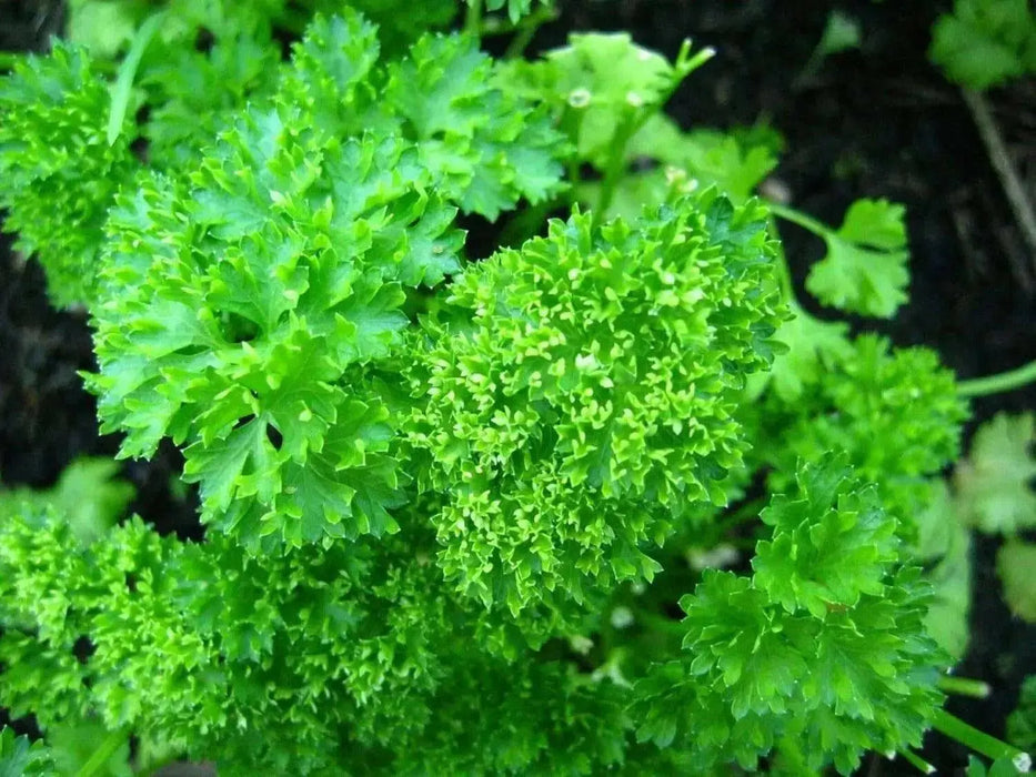 Organic Heirloom ,Triple Moss Curled Parsley,Petroselinum crispum,Culinary Herb year-round. - Caribbean garden seed