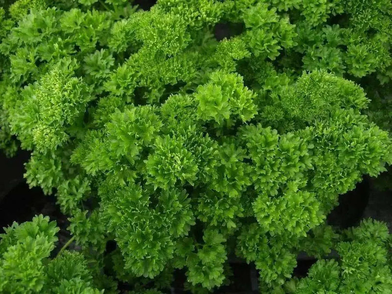 Organic Heirloom ,Triple Moss Curled Parsley,Petroselinum crispum,Culinary Herb year-round. - Caribbean garden seed