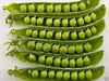 Organic Non-GMO Laxton's Progress #9 Shell Pea - OPEN-POLLINATED - Caribbean garden seed