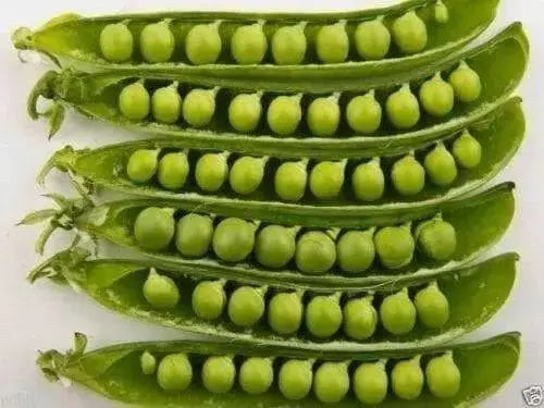 Organic Non-GMO Laxton's Progress #9 Shell Pea - OPEN-POLLINATED - Caribbean garden seed