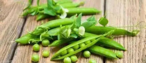 Organic Non-GMO Laxton's Progress #9 Shell Pea - OPEN-POLLINATED - Caribbean garden seed