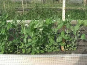 Organic Non-GMO Laxton's Progress #9 Shell Pea - OPEN-POLLINATED - Caribbean garden seed