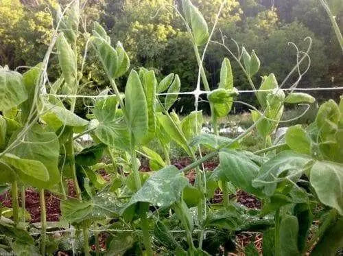 Organic Non-GMO Laxton's Progress #9 Shell Pea - OPEN-POLLINATED - Caribbean garden seed