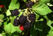 Organic Blackberry  Seeds, berries are very sweet - Caribbean garden seed