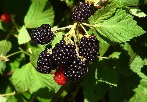 Organic Blackberry  Seeds, berries are very sweet - Caribbean garden seed