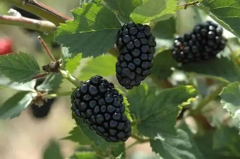 Organic Blackberry  Seeds, berries are very sweet - Caribbean garden seed