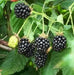 Organic Blackberry  Seeds, berries are very sweet - Caribbean garden seed