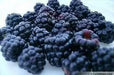 Organic Blackberry  Seeds, berries are very sweet - Caribbean garden seed