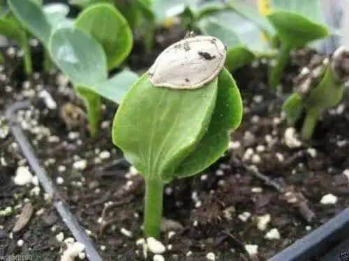 Organic Non-GMO Burgess Buttercup Squash - Open-Pollinated,Winter Squash Seeds - Caribbean garden seed