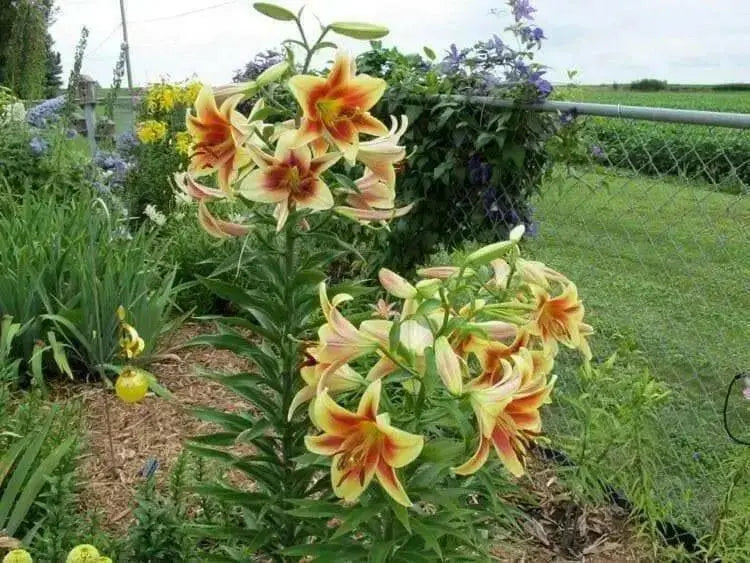 ORIENPET Lily ,MONTEGO BAY - ( Bulbs) huge flowers , fruity fragrance - Caribbean garden seed