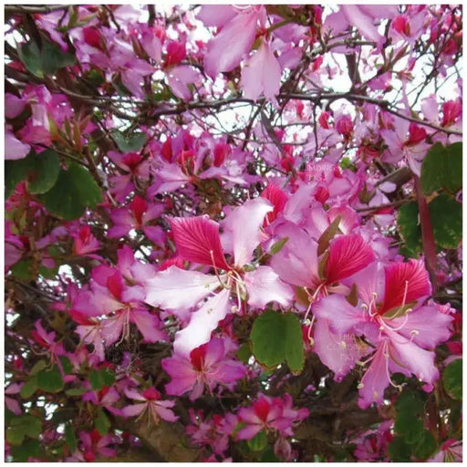 Orchid Tree SEEDS, flowering plant SHRUB - Caribbean garden seed
