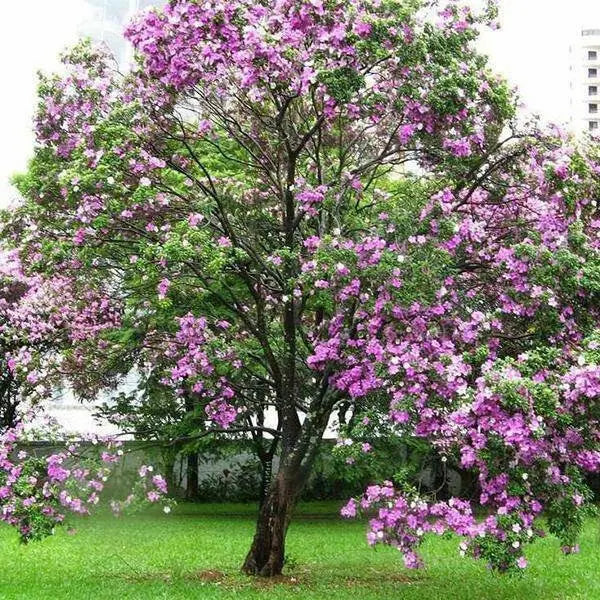 Orchid Tree SEEDS, flowering plant SHRUB - Caribbean garden seed