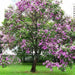 Orchid Tree SEEDS, flowering plant SHRUB - Caribbean garden seed