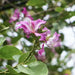 Orchid Tree SEEDS, flowering plant SHRUB - Caribbean garden seed
