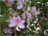 Orchid Tree SEEDS, flowering plant SHRUB - Caribbean garden seed