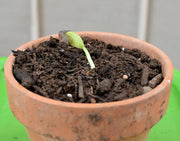 Orchid Tree SEEDS, flowering plant SHRUB - Caribbean garden seed