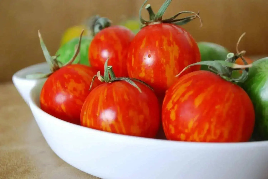 Organic Tomato Seeds, RED ZEBRA  (Solanum lycopersicum) Open pollinated - green and yellow bi-colored fruits. ! - Caribbean garden seed
