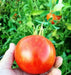 Organic Tomato Seeds, RED ZEBRA  (Solanum lycopersicum) Open pollinated - green and yellow bi-colored fruits. ! - Caribbean garden seed