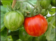 Organic Tomato Seeds, RED ZEBRA  (Solanum lycopersicum) Open pollinated - green and yellow bi-colored fruits. ! - Caribbean garden seed