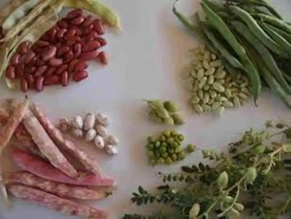 Organic Dry Dark Red Kidney Beans,4 Lb Bulk , JAMAICAN RED PEAS - Caribbean garden seed