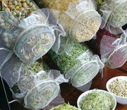 Organic Sprouting Salad Mix, - Caribbean garden seed